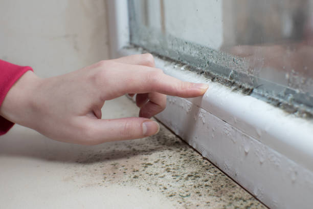 Best Mold Damage Restoration  in Bouse, AZ